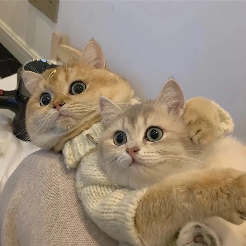 可爱猫猫情头:小手一牵,岁岁年年
