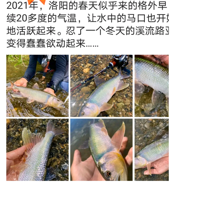 河南钓鱼人钓获罕见"巨型马口鱼",体长近50公分,随后放生
