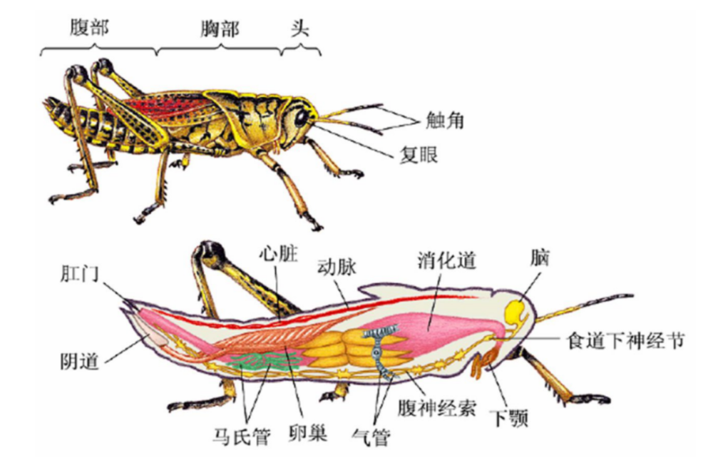 昆虫的身体分为头,胸,腹三部分(图3,4.