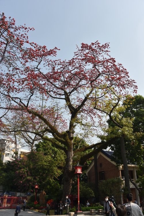 街坊,广州赏木棉花线路图出炉_腾讯新闻