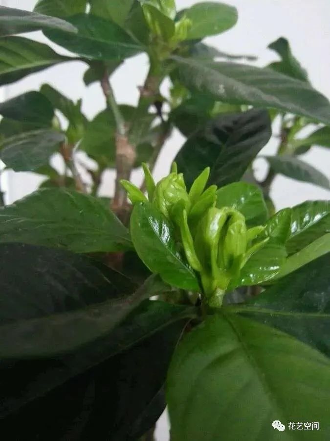 所以我们在养护桂花树的时候