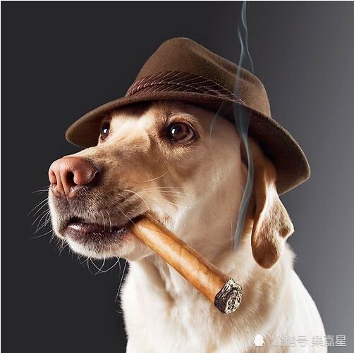 二手烟对小狗的负面影响,小狗香烟烟雾/小狗间接吸烟