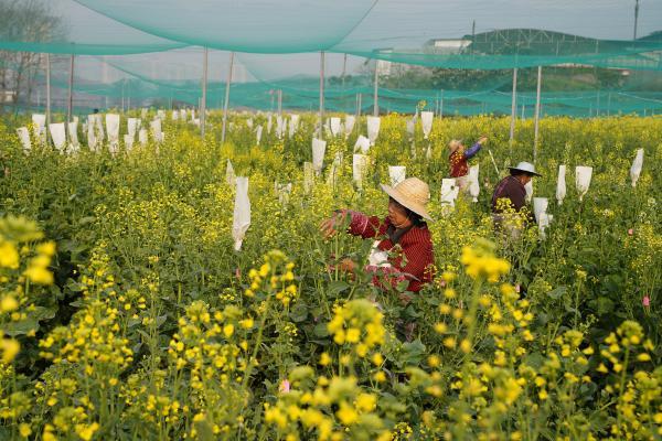 2月22日,在重庆市油菜工程技术研究中心,几名技术工人在油菜花田里