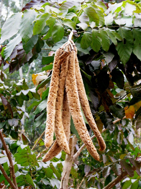 荒野维生野菜系列猫尾木