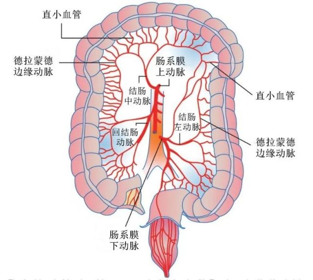 两个易发生缺血的区域是右回结肠动脉的末端——距离肠系膜上动脉的