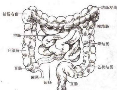 别忽略节后的肠道不适,一旦肠道功能持续失常后果居然