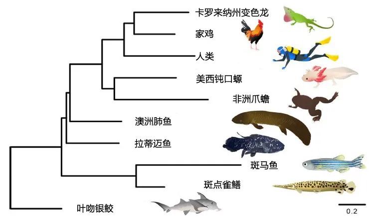 为什么这种基因组最大的鱼却一直没能继续进化_腾讯新闻