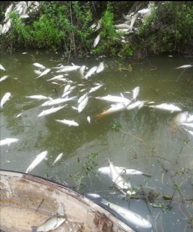 池塘发生死鱼,教你用8种情况快速确定是缺氧还是污染中毒