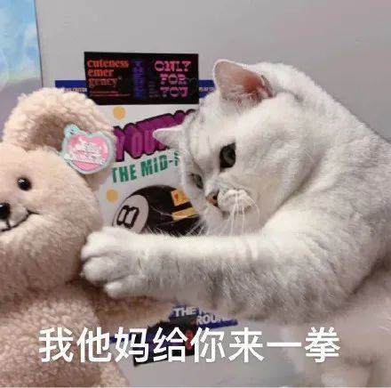 可爱的猫咪表情大全,请收藏备用!