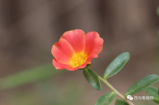 环翅马齿苋portulacaumbraticola