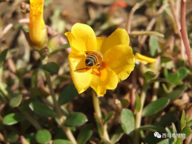 环翅马齿苋portulacaumbraticola