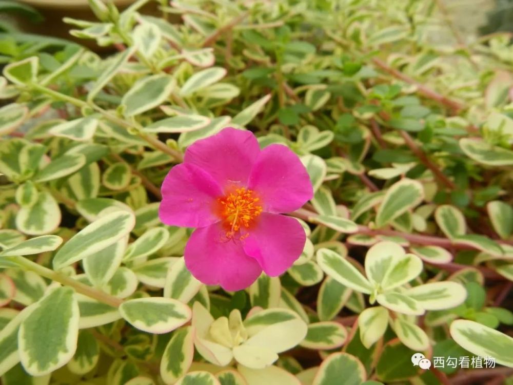 马齿苋科马齿苋属 别名:阔叶半枝莲,美国马齿苋 花期:5-8月
