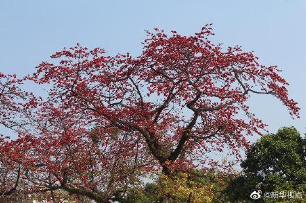 广州中山纪念堂的木棉花开了