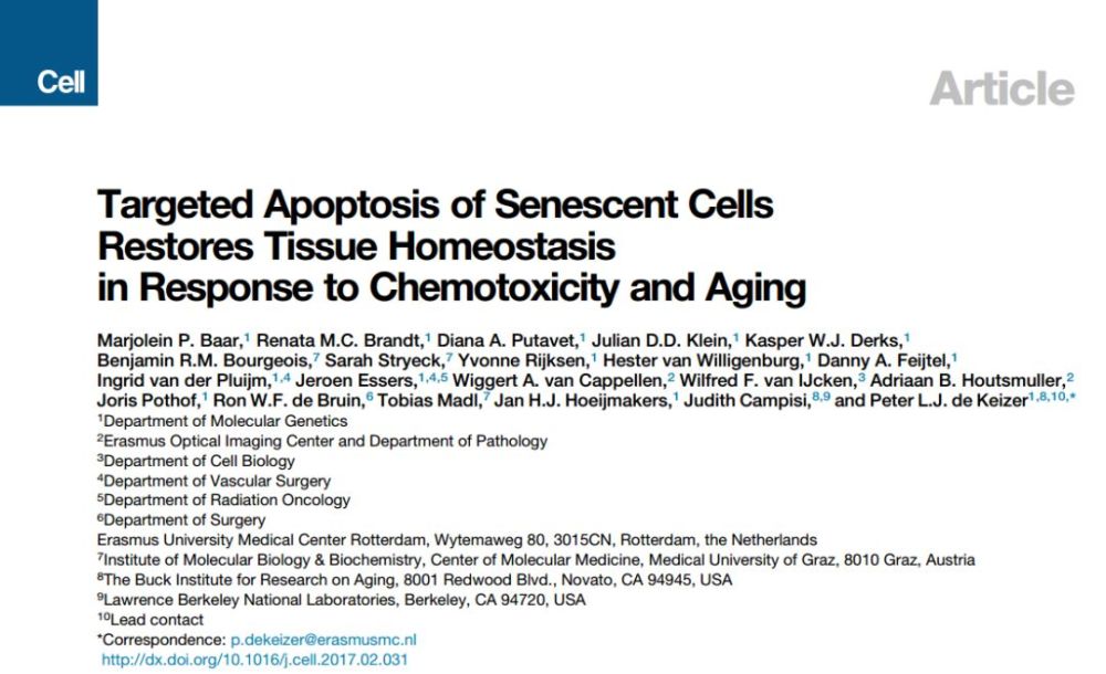 fibrotic pulmonary disease △ targeted apoptosis of senescent