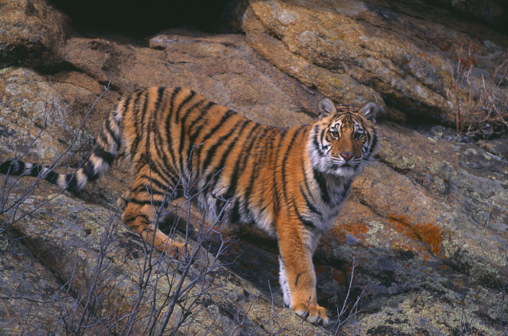 爪哇虎图片 腾讯网