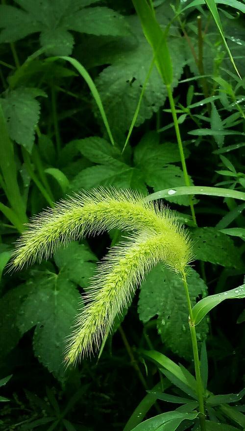 毛毛草又叫狗尾巴草它的作用和功效