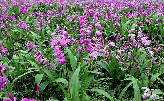 白芨长根用什么肥料?白芨根茎块膨大素有哪些?