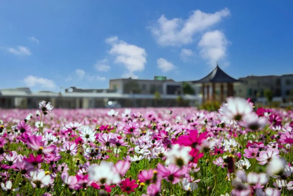 惠来这个湿地公园真美