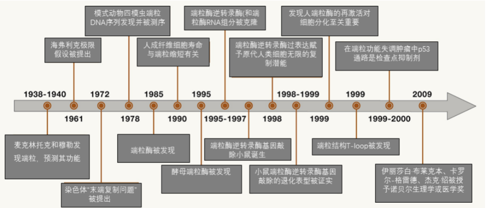 人类端粒领域发现的时间表 二,端粒蛋白复合体与端粒酶复合物的