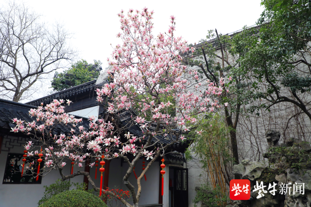 今年春来早,常州玉兰花已盛
