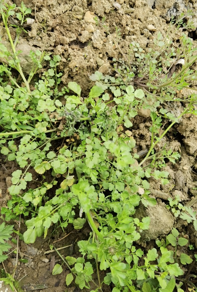 峨眉山野生药材系列—碎米荠