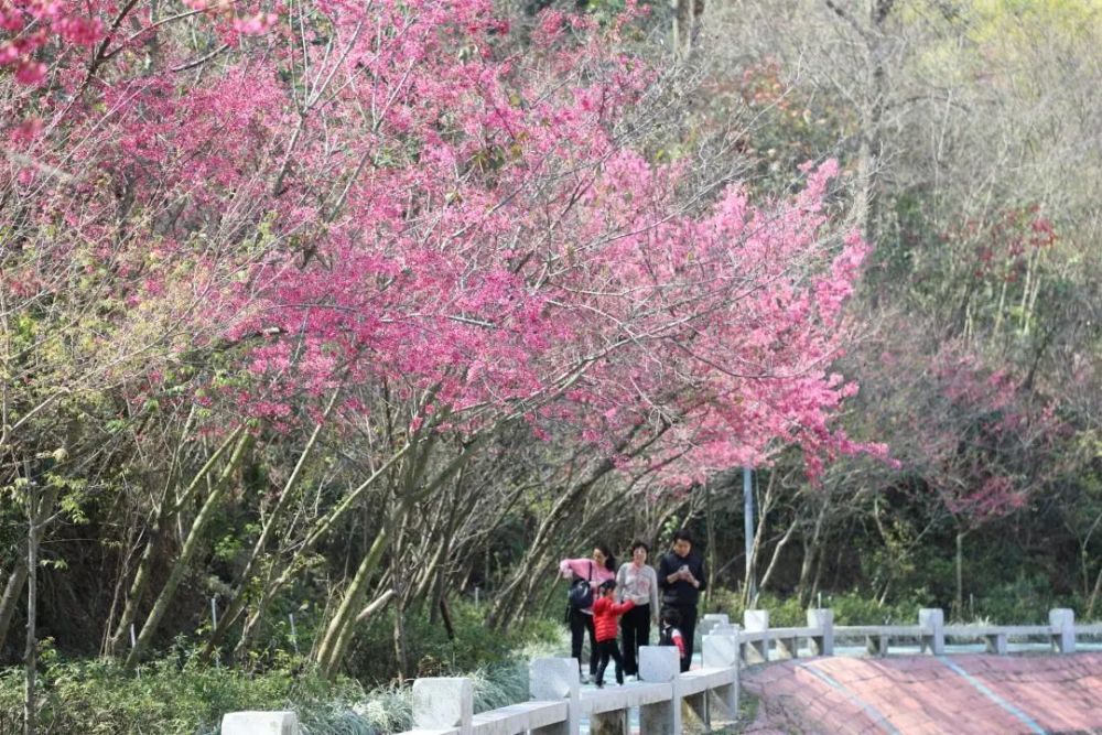 又是一年樱花季,趁着春日烂漫,一起去紫云岩赏花呀