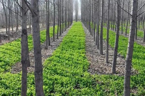 林菌模式在速生林下间作种植食用菌,是解决大面积闲置林下土地的最