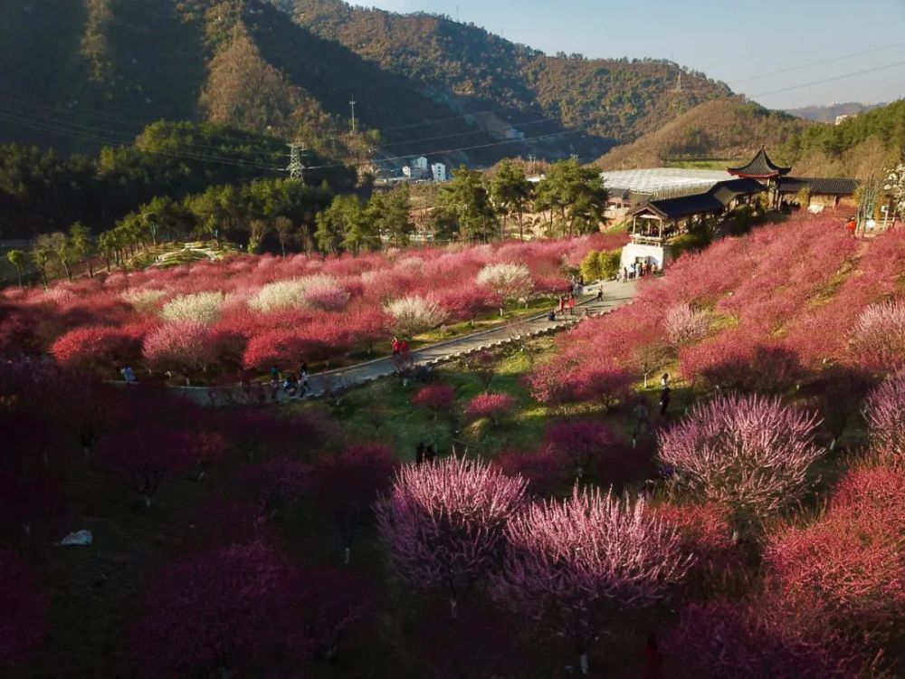 郧阳区沧浪山国家森林公园,丹江口市红花苑,竹山县太和梅花谷