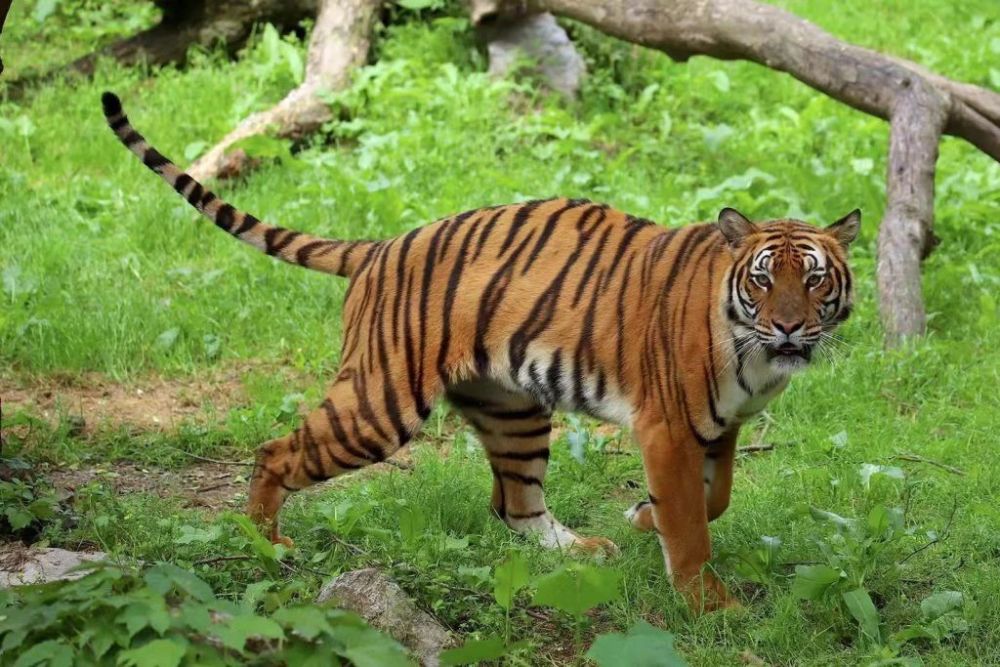 320斤老虎身中3处枪伤,或无法返回野外,马来虎是下一个华南虎?