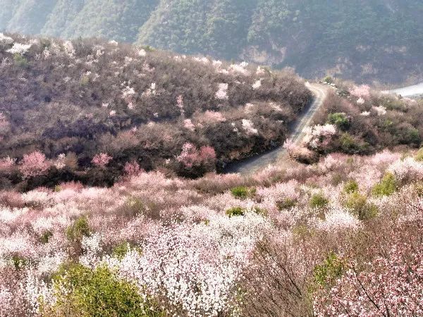 郑国渠旅游风景区第三届山野桃花节浪漫来袭