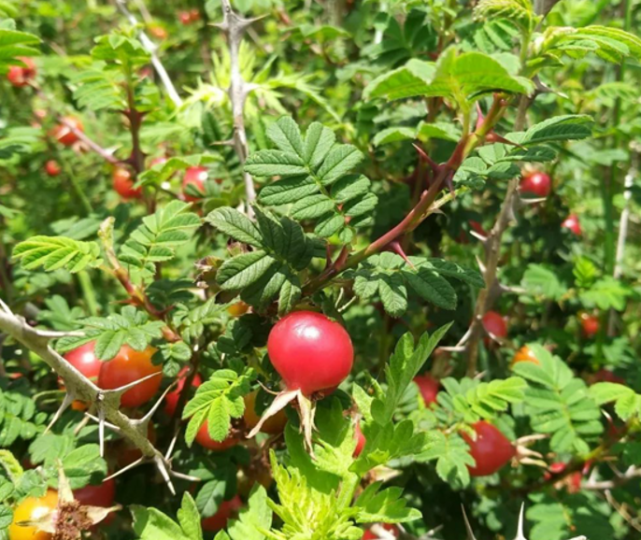 这种"小红果"能食亦可药用,目前30元1斤,山里见到别