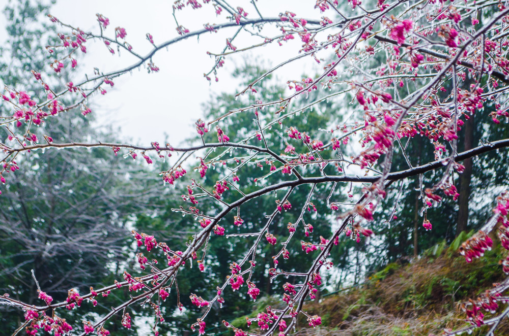 水晶樱花赏,梅岭冰晶梅花之三