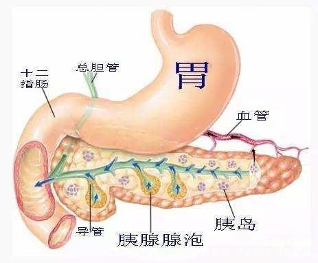 第一是急性坏死性胰腺炎,这个可以说是要人命的,不单单是体内器官的