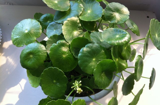 铜钱草开花了怎么办防止铜钱草开花的方法