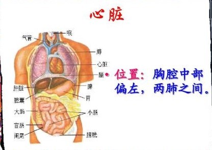 心脏它是位于胸腔中部偏左的位置,位于两肺中间.