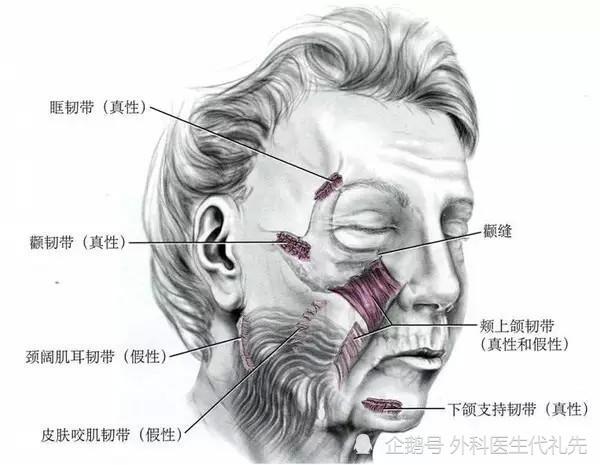 面部支撑韧带分布