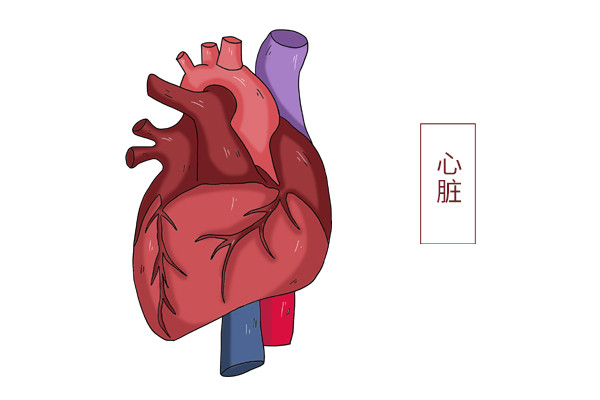 心梗导致人的 动脉血管受到阻塞 ,血管长时间缺血,心脏供血不足.