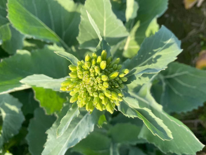 宁波这片试验田藏着能生吃的水果油菜,能赏花还能吃