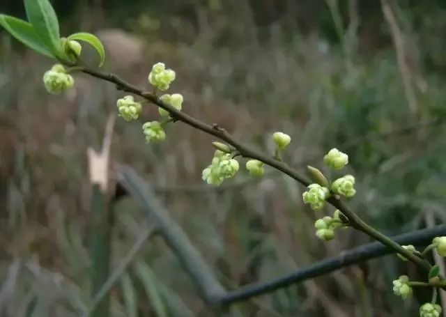 18种·常见"先开花后长叶"植物,你都见过吗?