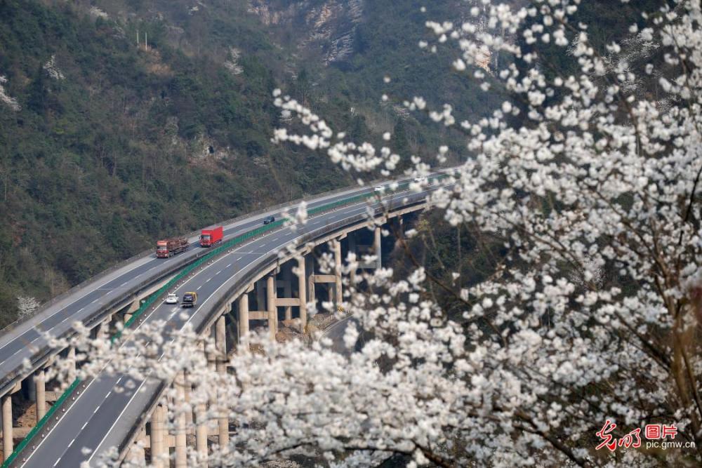 重庆黔江:穿过樱花带的高速公路