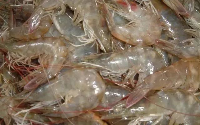 急虾蜕壳不遂大量偷死养殖户损失惨重