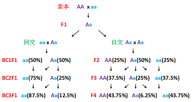 为什么要使用回交育种?