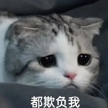 可爱的猫咪表情大全,请收藏备用!