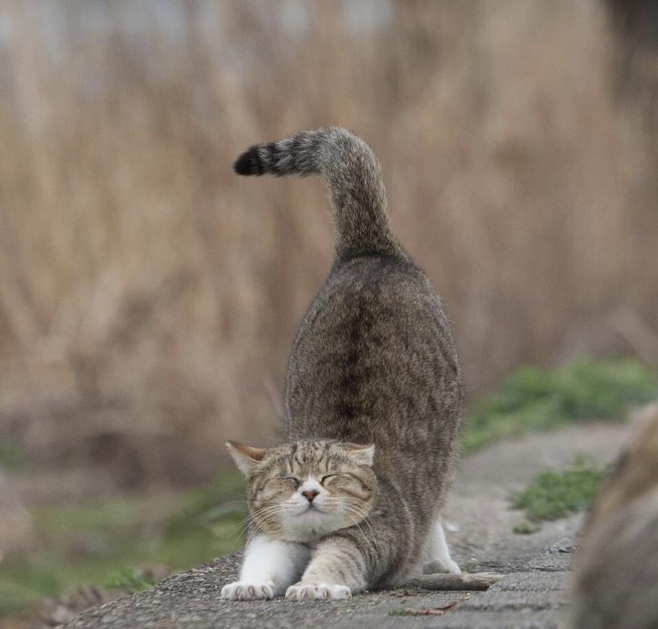 这是猫咪世界的"瑜伽,是猫咪的伸展招式,有助于舒缓背部僵硬的肌肉.