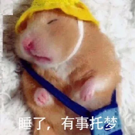 表情包|仓鼠 失去梦想变成小汤圆