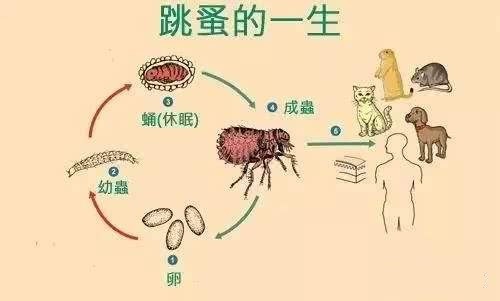 上海除虫公司为你科普跳蚤种类