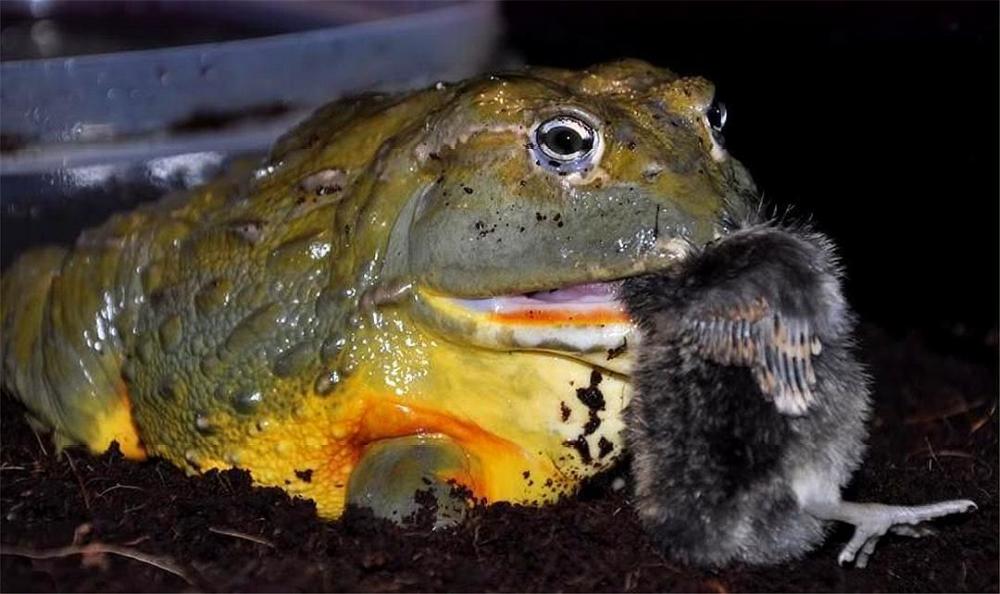 长着尖刺状牙齿,能吞老鼠的非洲牛蛙,还被叫做"小精灵蛙"?