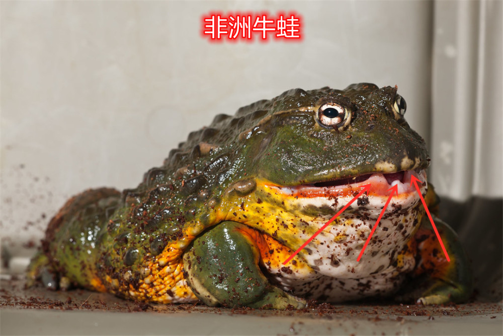 长着尖刺状牙齿,能吞老鼠的非洲牛蛙,还被叫做"小精灵蛙"?
