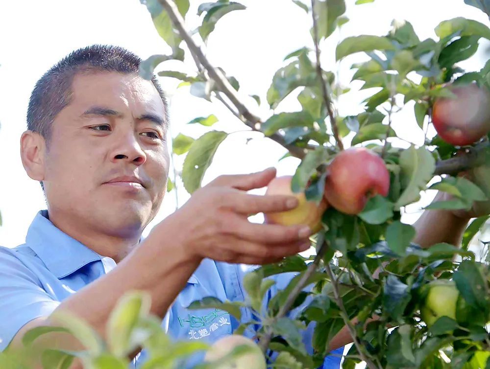 一张照片背后的帮扶故事|苹果树王又逢春 扶贫阳光催新枝