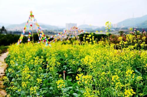 深圳郊区的春天美景,大片油菜花惹人喜爱,就在光明区